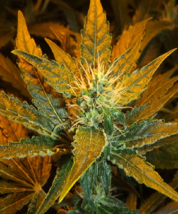 Medical Collection Afghan Kush x White Widow Cannabis Seeds