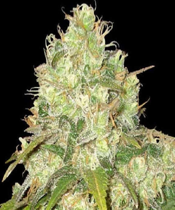 Medical Collection Afghan Kush x Yumbolt Cannabis Seeds