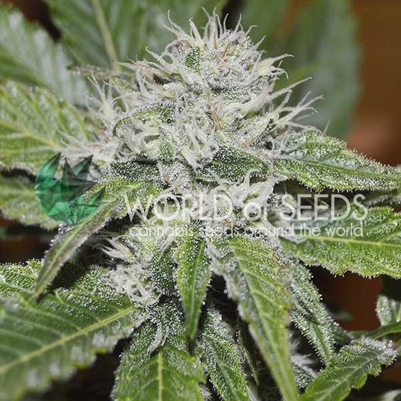 Amnesia Ryder Auto Feminised Cannabis Seeds