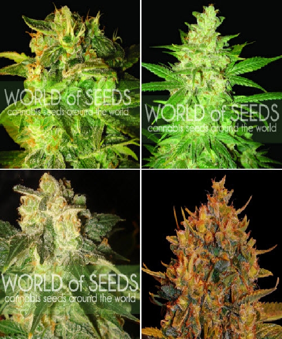 Auto Collection Cannabis Seeds