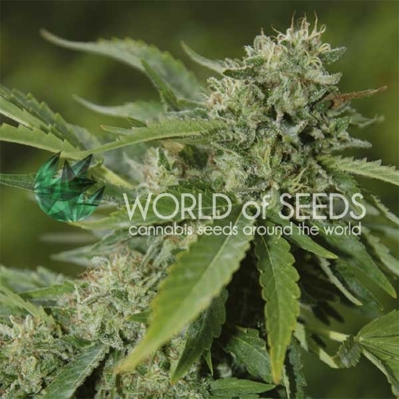 Brazil Amazonia Regular Cannabis Seeds
