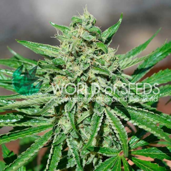 CBD Tonic Feminised Cannabis Seeds