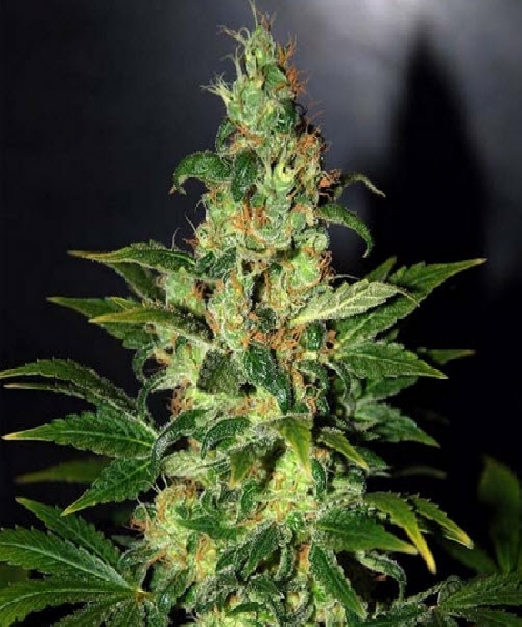 Legends Chronic Haze Cannabis Seeds