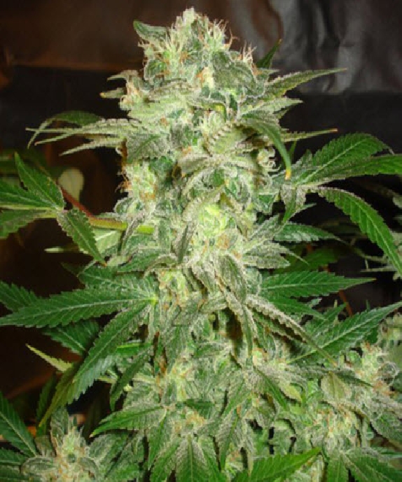 Legends Mazar Kush Cannabis Seeds