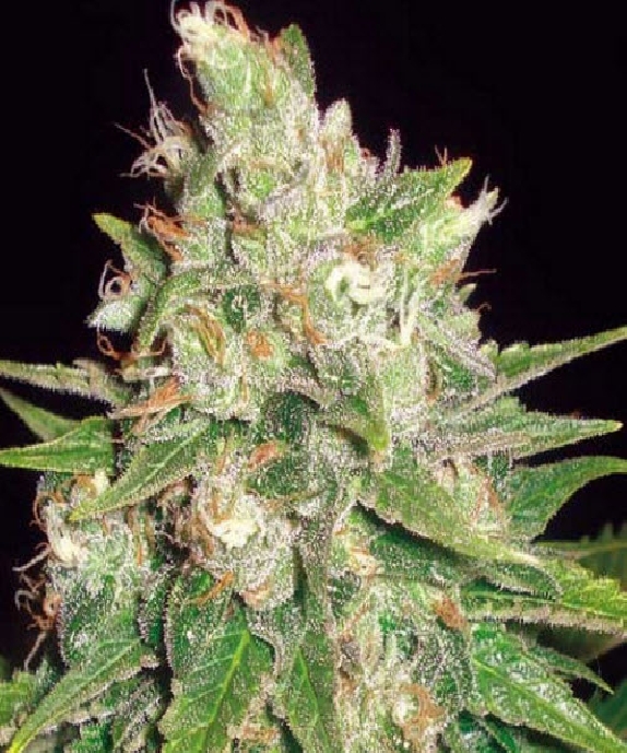 Medical Collection Mazar x Great White Shark Cannabis Seeds