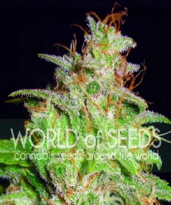 Medical Collection Mazar x White Rhino Cannabis Seeds