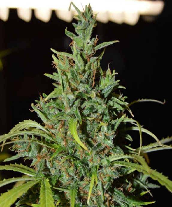 Neville Haze Auto Cannabis Seeds