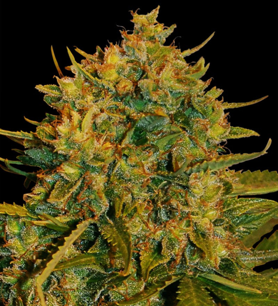 Northern Light x Big Bud Ryder Cannabis Seeds