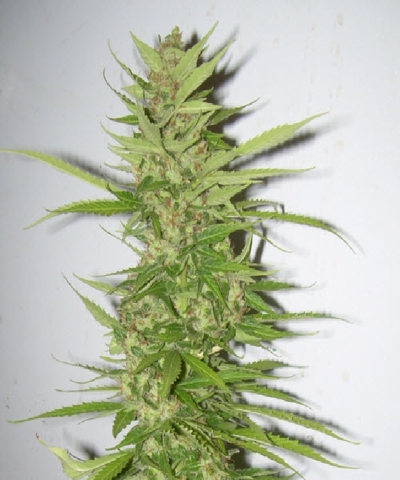 Northern Lights x Big Bud Cannabis Seeds
