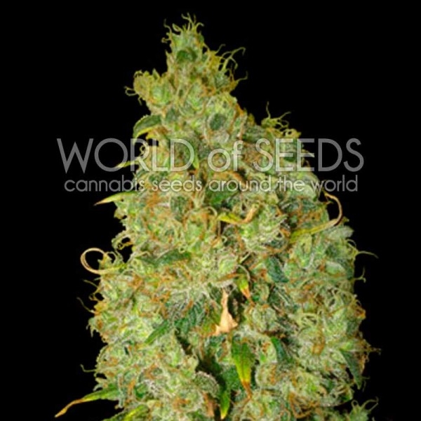 Medical Collection Northern Lights x Skunk Cannabis Seeds