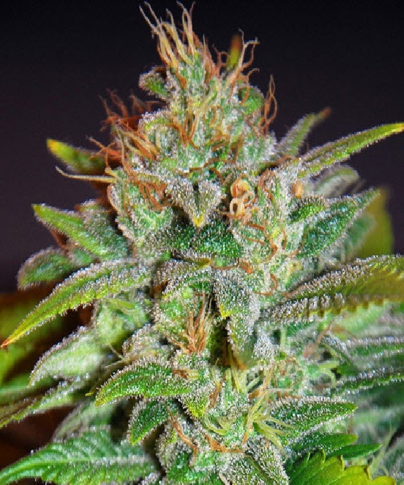 Legends Skunk 47 Cannabis Seeds