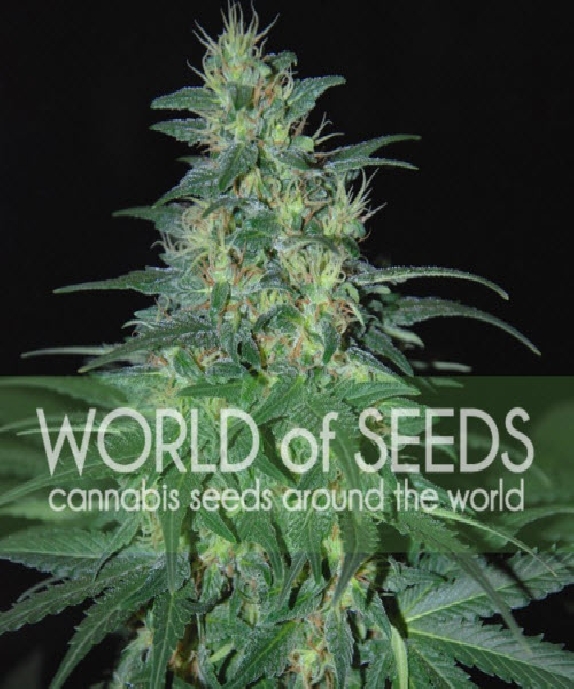 Landrace South African Kwazulu Cannabis Seeds