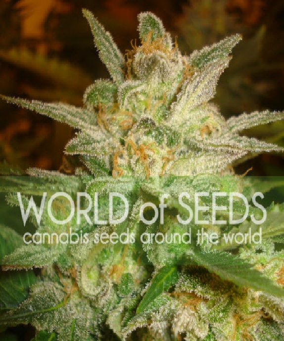 Legends Star 47 Cannabis Seeds