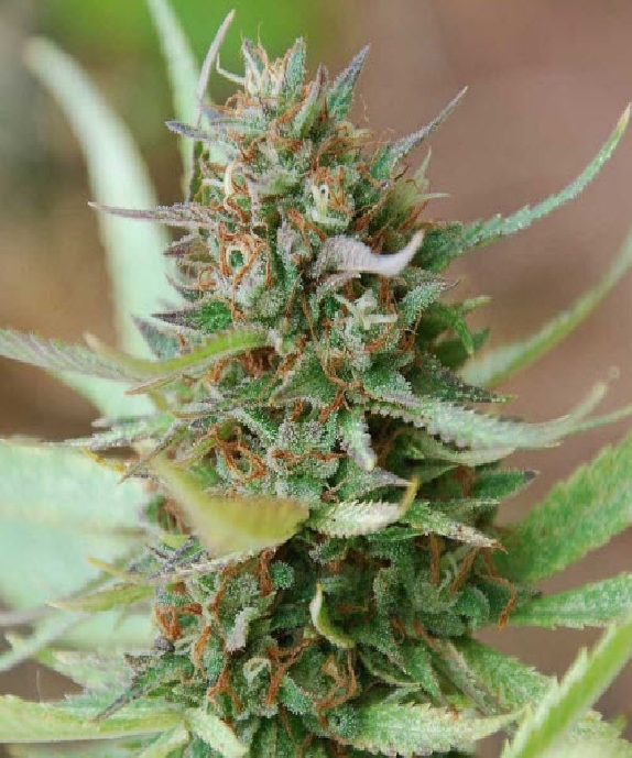 Legends Strawberry Blue Cannabis Seeds