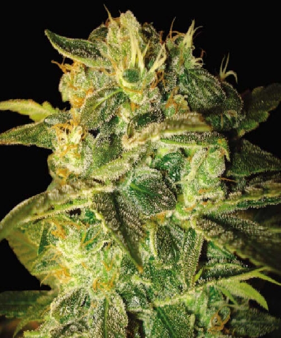 Sugar Mango Ryder Cannabis Seeds