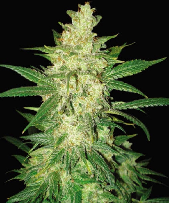 Colombian Gold Ryder (was Sweet Coffee Ryder) Cannabis Seeds
