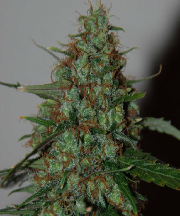 Landrace Wild Thailand feminised Cannabis Seeds