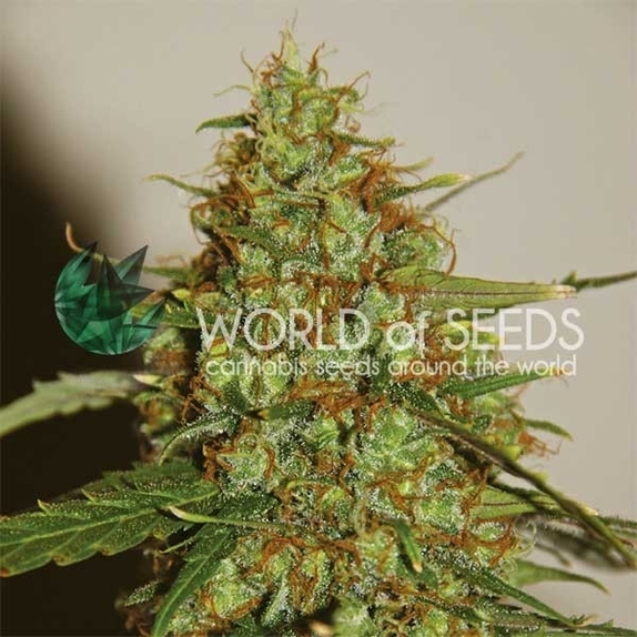 Wild Thailand Ryder Cannabis Seeds