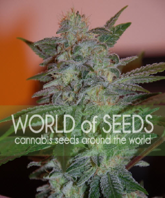 Legends Yumbolt 47 Cannabis Seeds