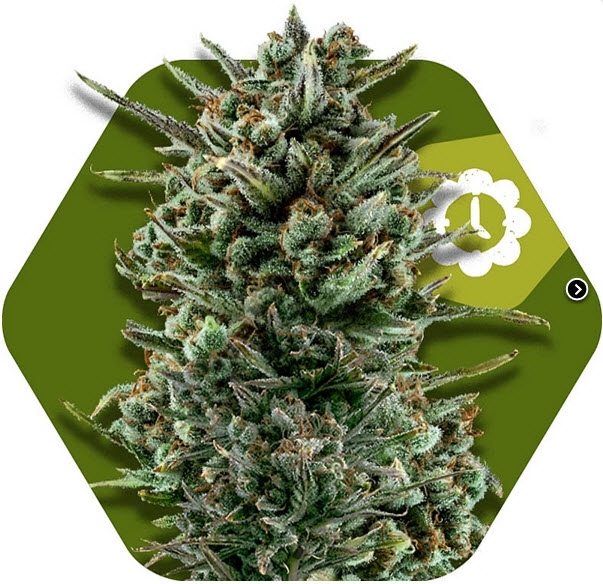 Amnesia Haze XL Auto Cannabis Seeds