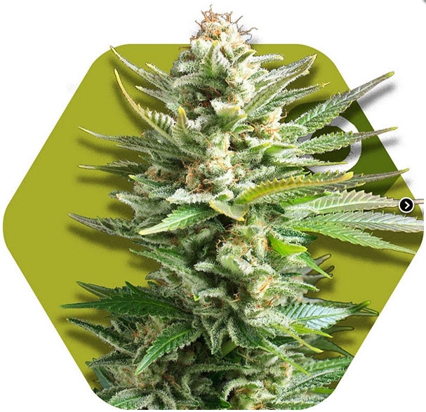 Amnesia Haze XL Cannabis Seeds