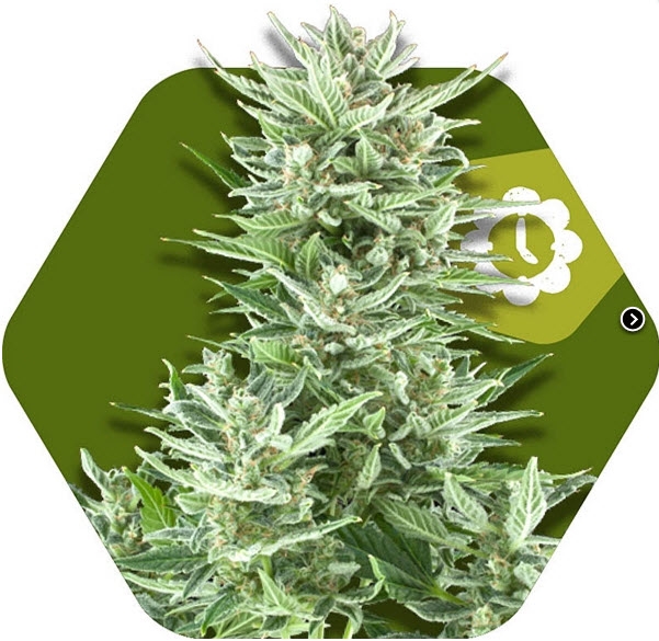 Big Bud XXL Auto Cannabis Seeds