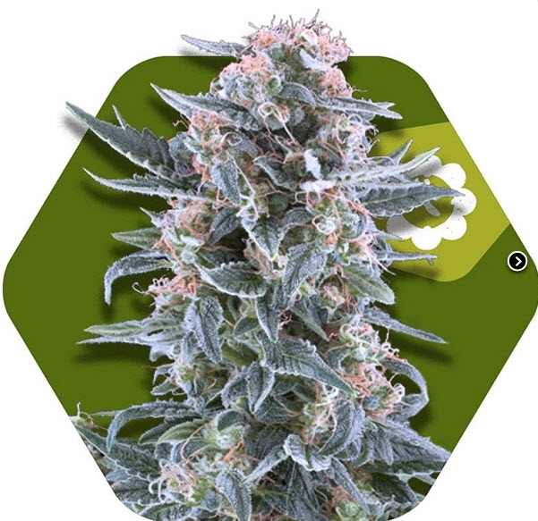 Blueberry Auto Cannabis Seeds