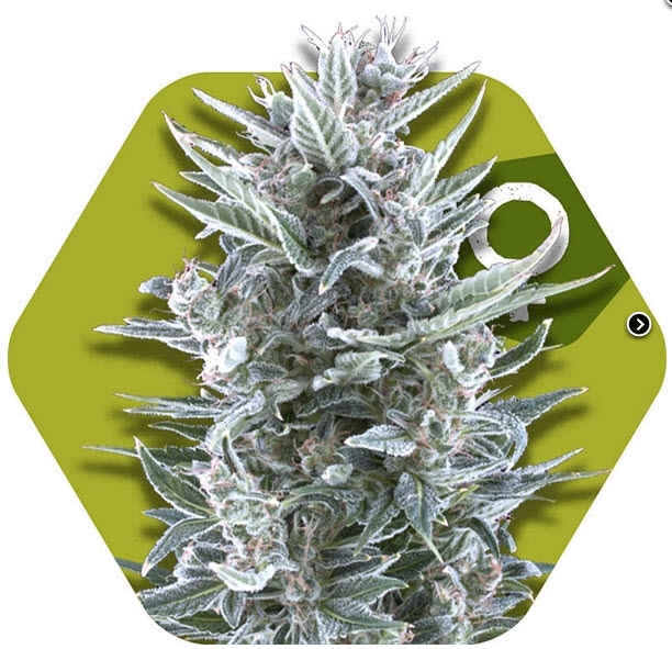 Blueberry Cannabis Seeds