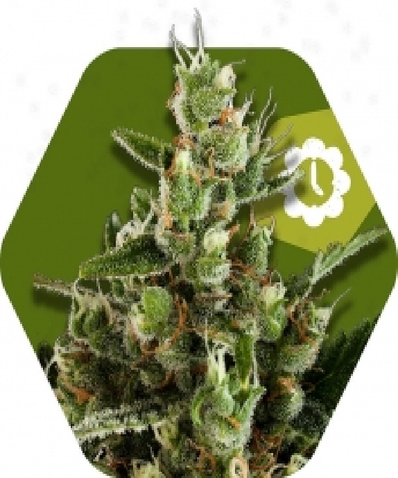 Candy Caramelo Auto Cannabis Seeds