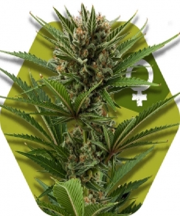 Candy Caramelo Cannabis Seeds