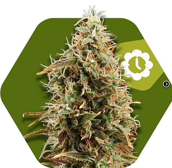Green AK XL Auto + Cannabis Seeds
