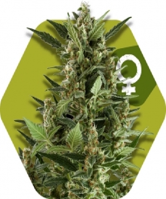 Green AK XL++ Cannabis Seeds