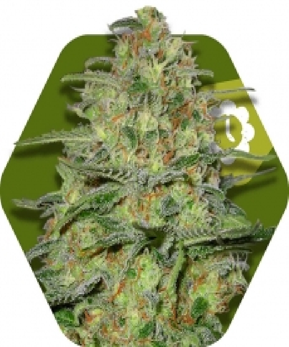 Green Monster Auto Cannabis Seeds