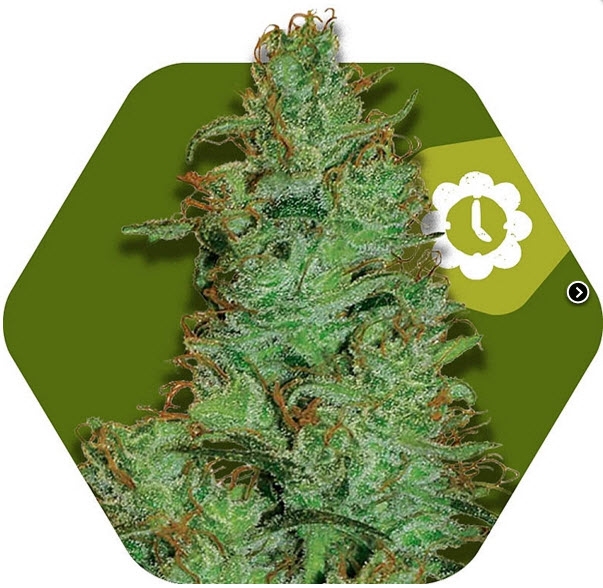 Jack The Ripper Auto Cannabis Seeds