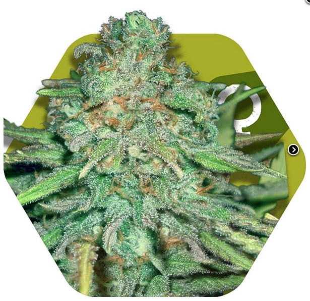 Lemon Kush Cannabis Seeds