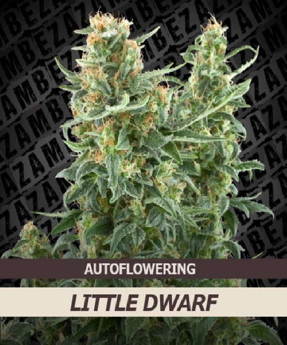 Little Dwarf Cannabis Seeds