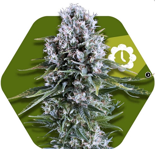 Northern Lights XL Auto Cannabis Seeds