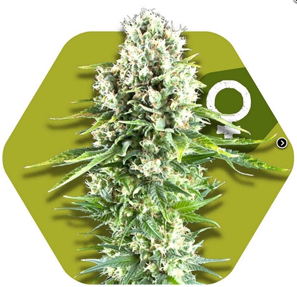 Northern Lights XL Cannabis Seeds