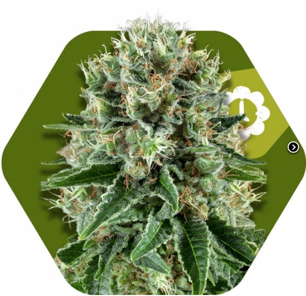 OG Bubble Gum Auto Cannabis Seeds
