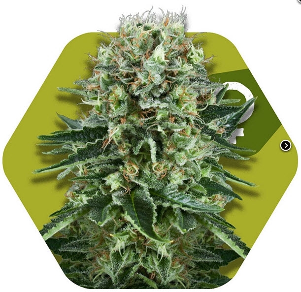 OG Bubble Gum Cannabis Seeds