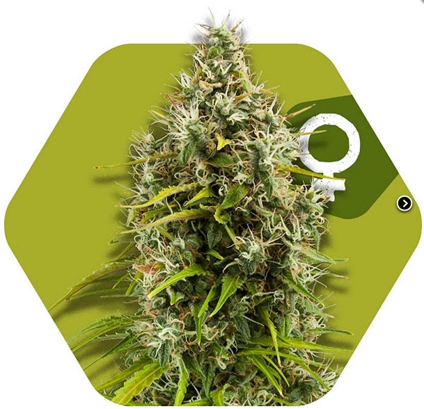 Pineapple Express Cannabis Seeds