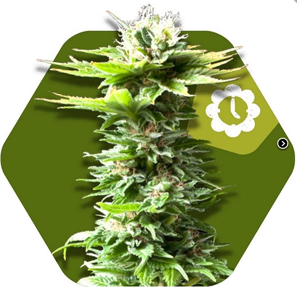 Power Kush Auto Cannabis Seeds