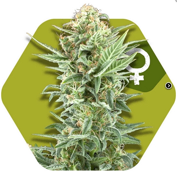 Power Kush Cannabis Seeds