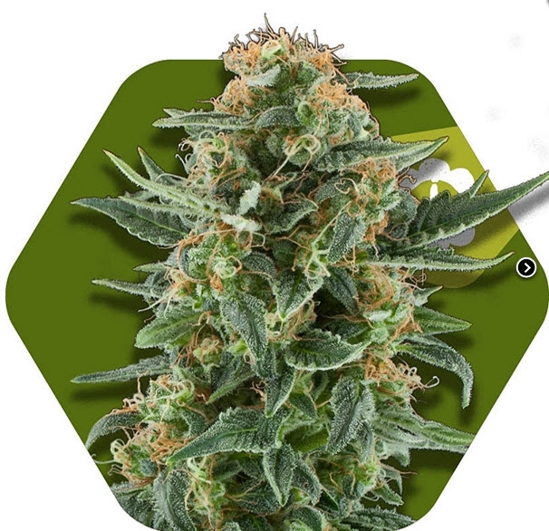 Power Plant XL Auto Cannabis Seeds