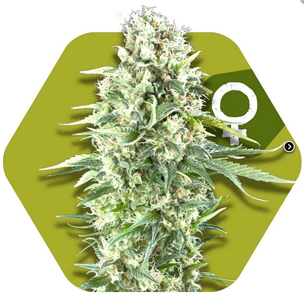 Power Plant XL Cannabis Seeds