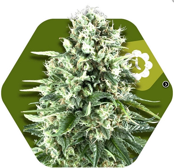 Super Silver Haze Auto Cannabis Seeds