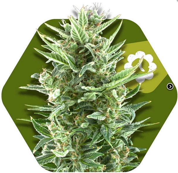 Vanilla Ice Auto Cannabis Seeds