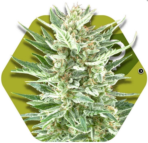 Vanilla Ice Cannabis Seeds