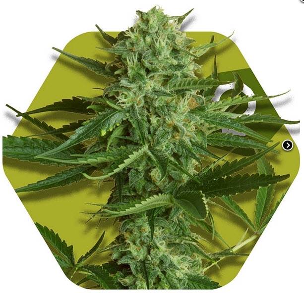 White Widow Haze Cannabis Seeds