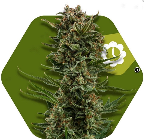 White Widow XL Auto Cannabis Seeds